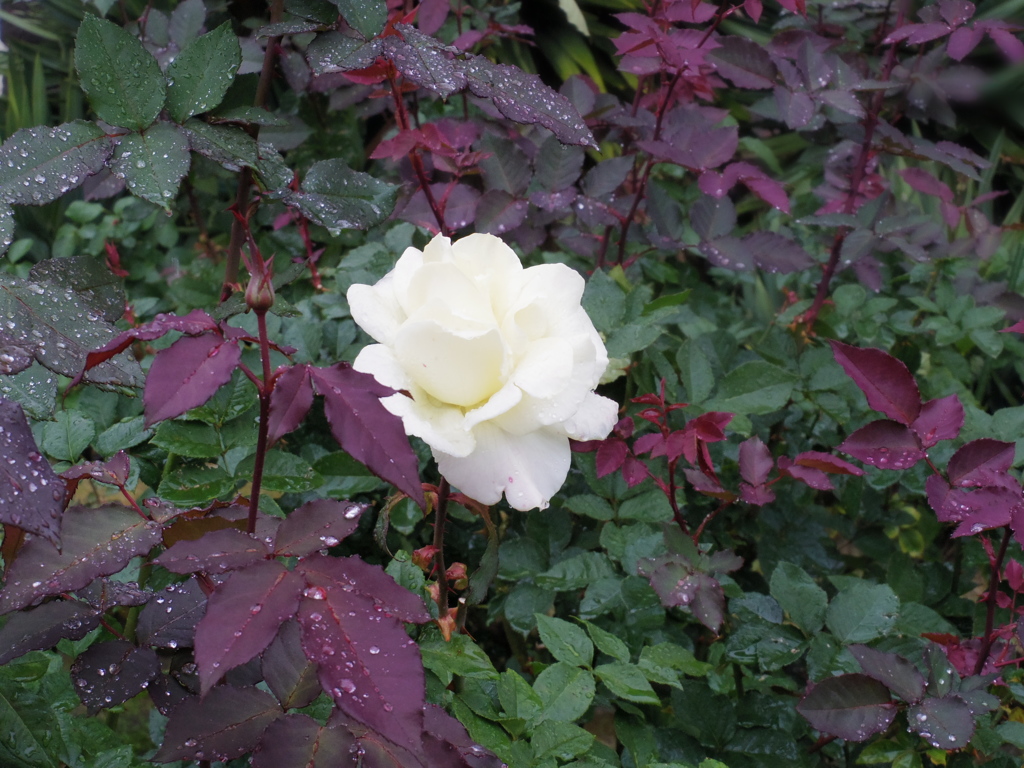 IMGP0030