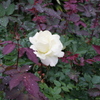 IMGP0030