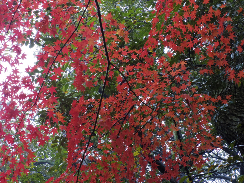 IMGP0075