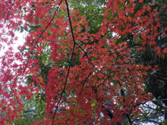 IMGP0075