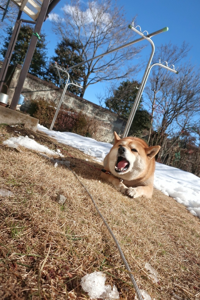 冬晴れ⛅