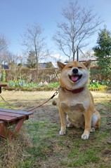 お庭にお花が咲きました♪