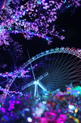 冬の桜。のように