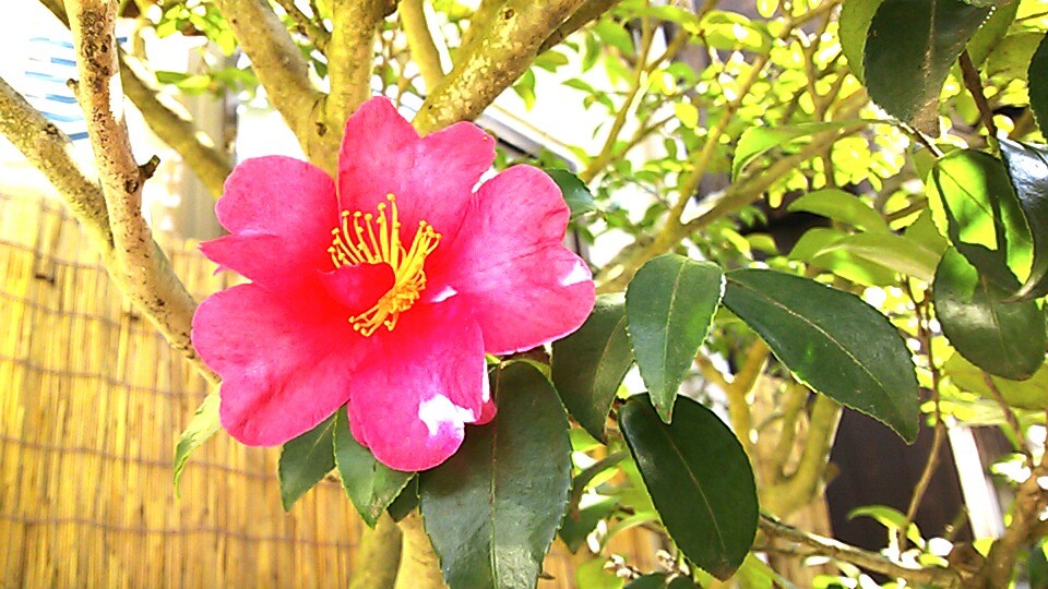 山茶花・紅