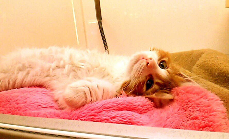 じーっ。