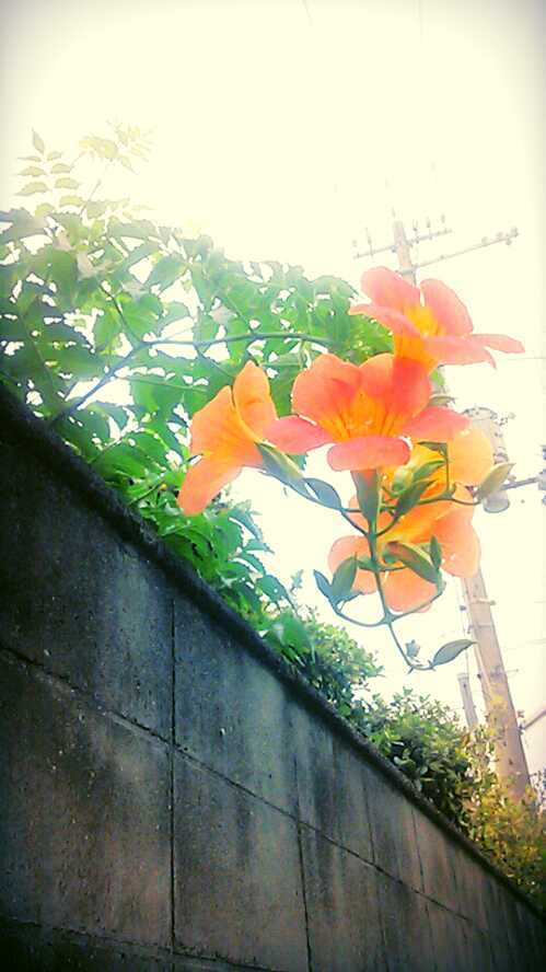凌霄花