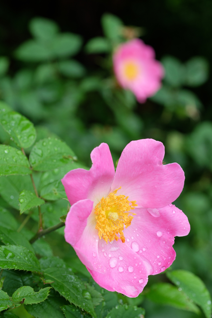 薔薇