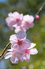 アーモンドの花