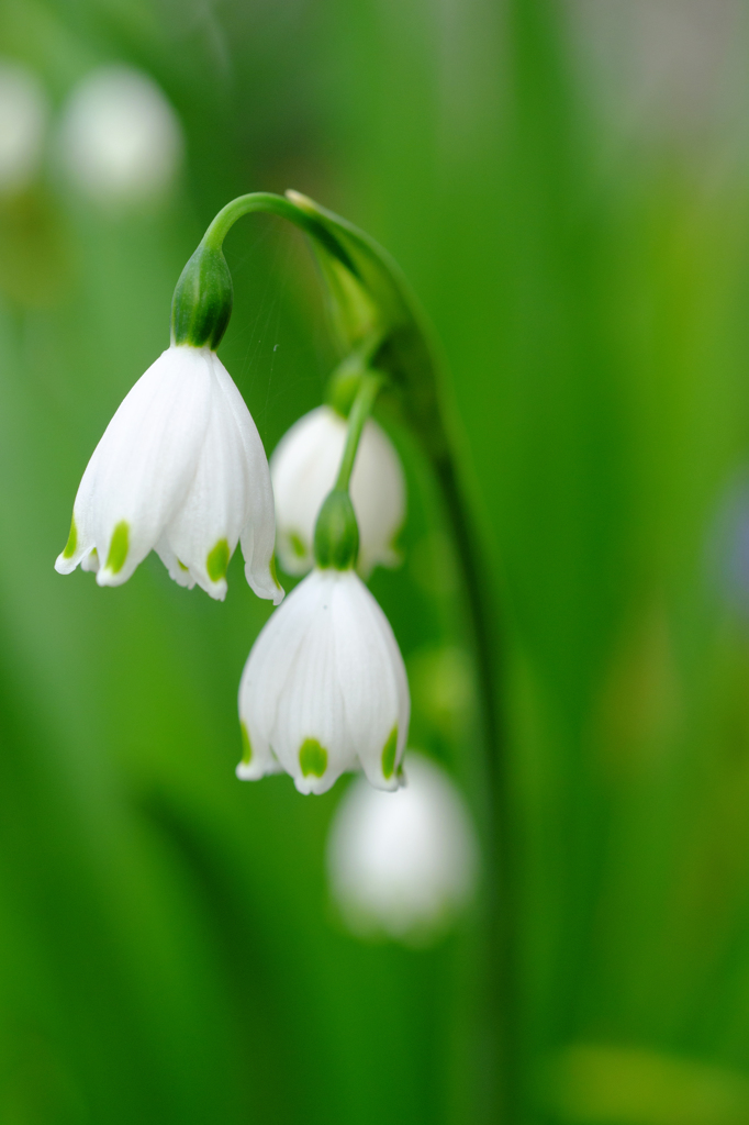 ご近所の花壇　その３