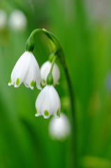 ご近所の花壇　その３