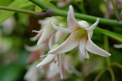 三つ葉アケビの花