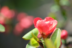 木瓜の花