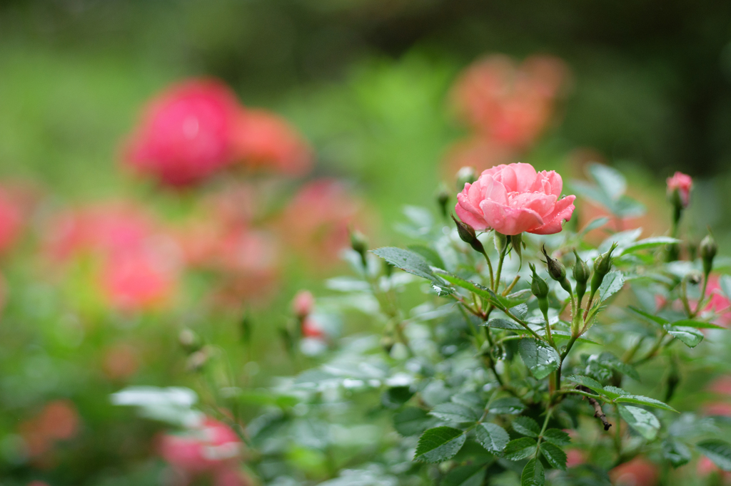 薔薇・春風