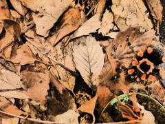 コスタリカオオツチグモ