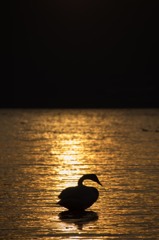 屈斜路湖の夕景