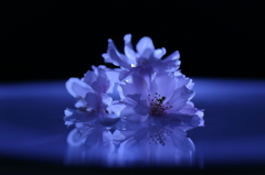 jewelry　blossoms