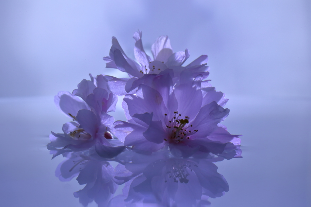 落桜2