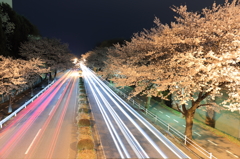 桜並木