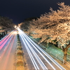 桜並木