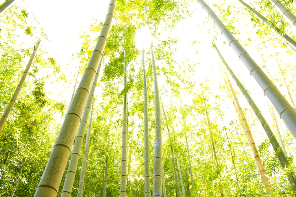 竹林
