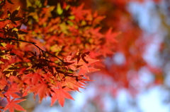 DSCF2897