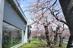 ガラス越しの桜並木が最高な場所
