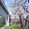 ガラス越しの桜並木が最高な場所
