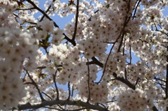 桜満開　