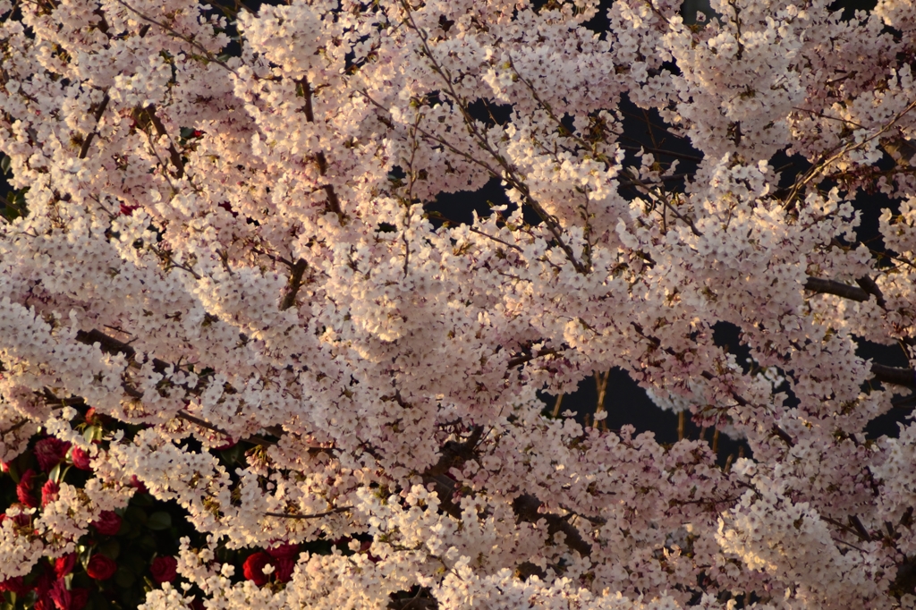 歩いて、帰ると夕日の桜、ワビサビだねー