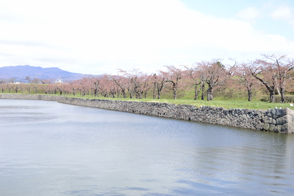掘りの桜を、待つカゴメ達