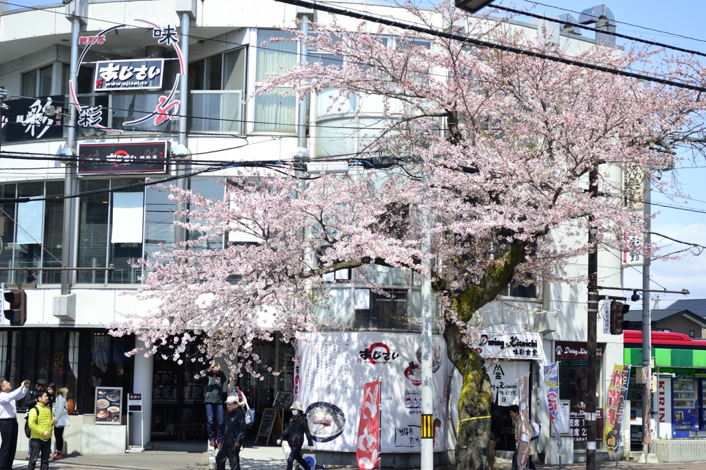 五稜郭タワー前でお出迎えの桜達