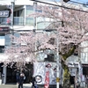 五稜郭タワー前でお出迎えの桜達