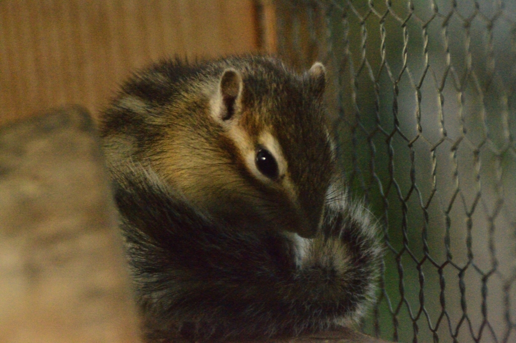 リス　オネムの時間がちかずいています。