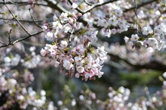 ここから、函館公園だよ　桜