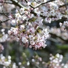 ここから、函館公園だよ　桜