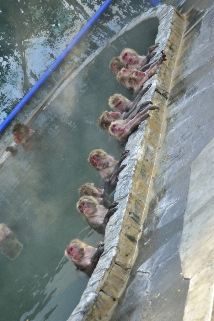 サルの温泉