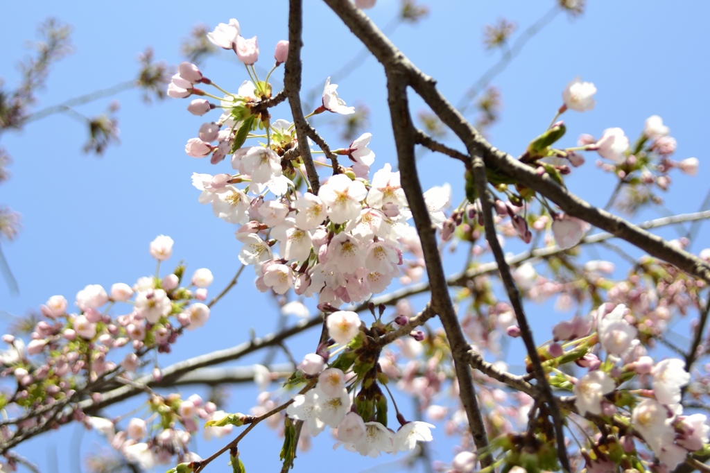 桜は、空が似合うね