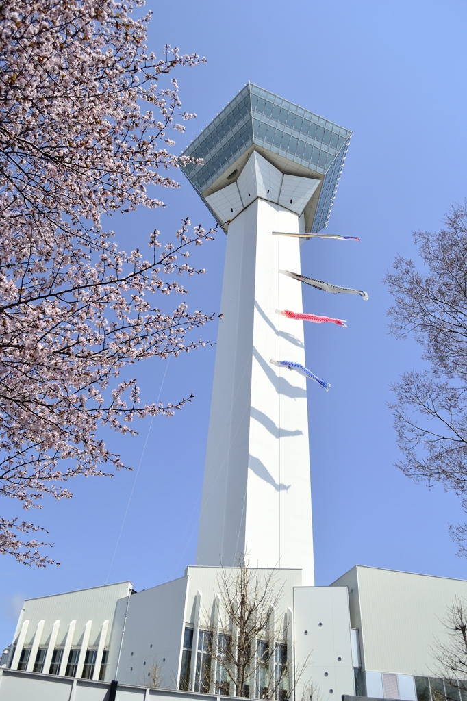 五稜郭タワーに、春爛漫