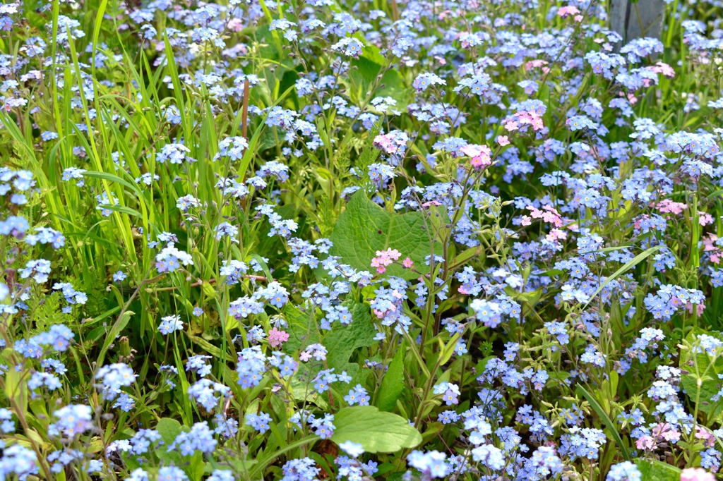 咲き誇る花たち　1