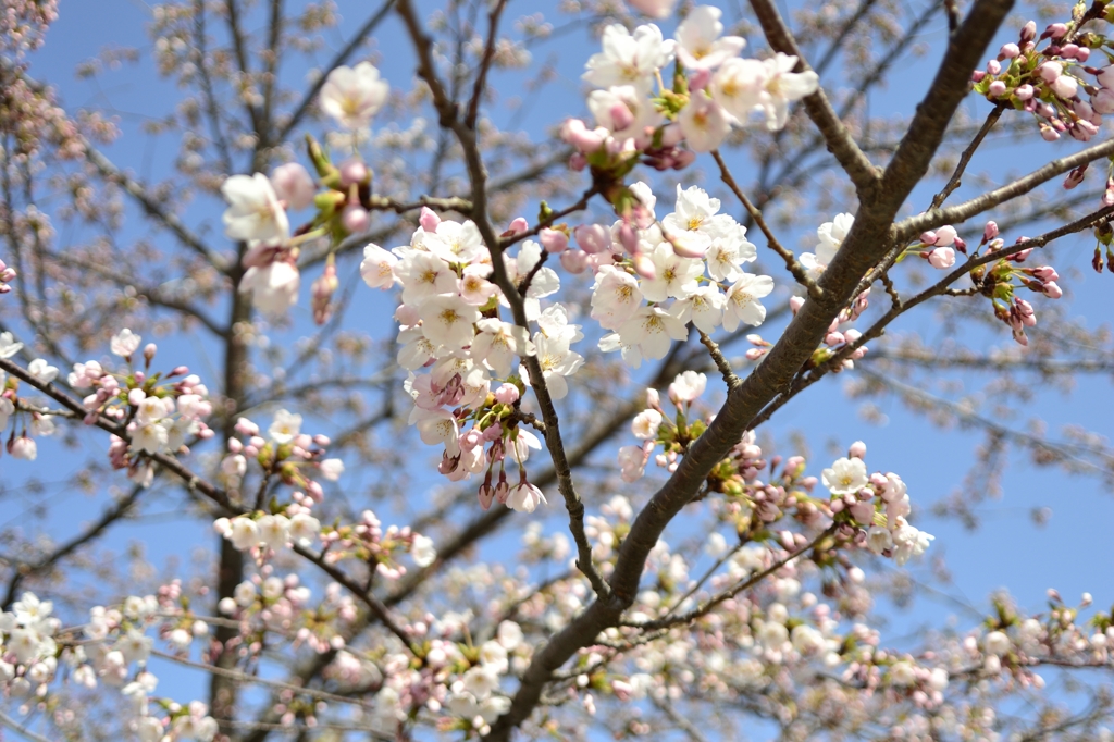 桜を見ていると、日本と感じるわ