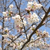 桜を見ていると、日本と感じるわ