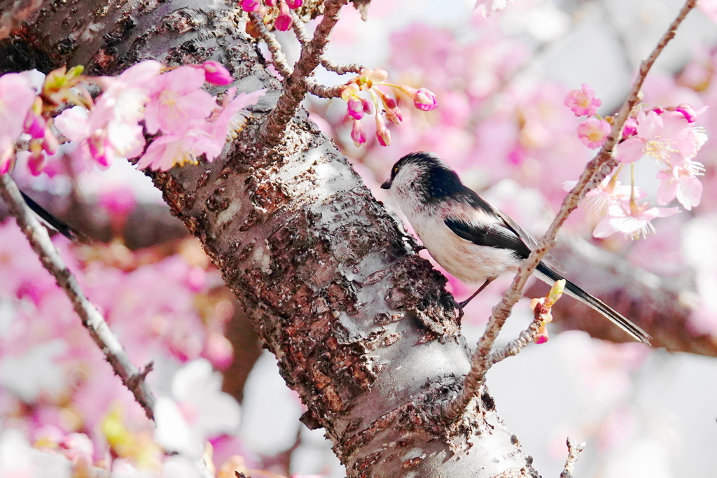 桜とエナガⅠ