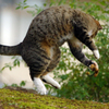 DancingCat