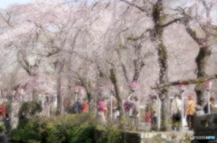 賑わう三嶋大社