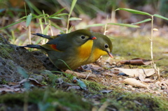 相思鳥（特定外来種ですが・・・）