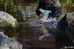 翡翠の飛翔と水鏡Ⅱ