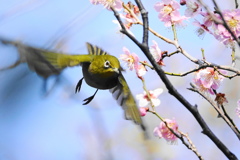 紅梅とメジロの飛翔