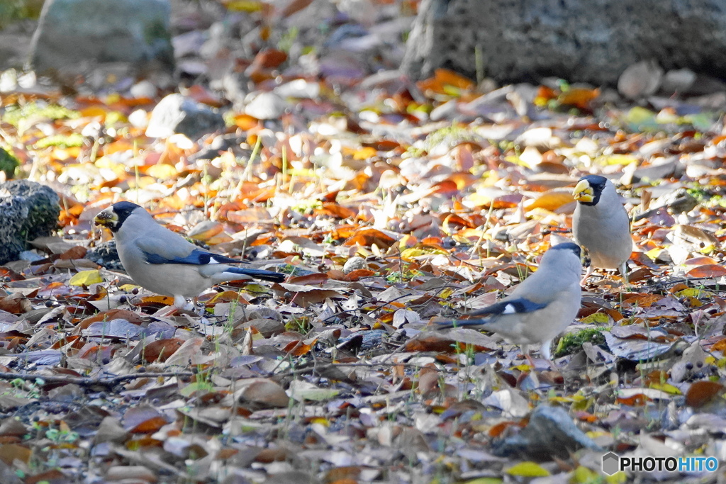 今日の野鳥（３羽のイカル）