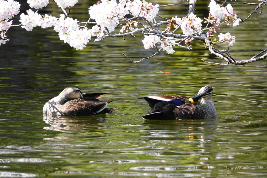 花の下でくつろぐカルガモさん