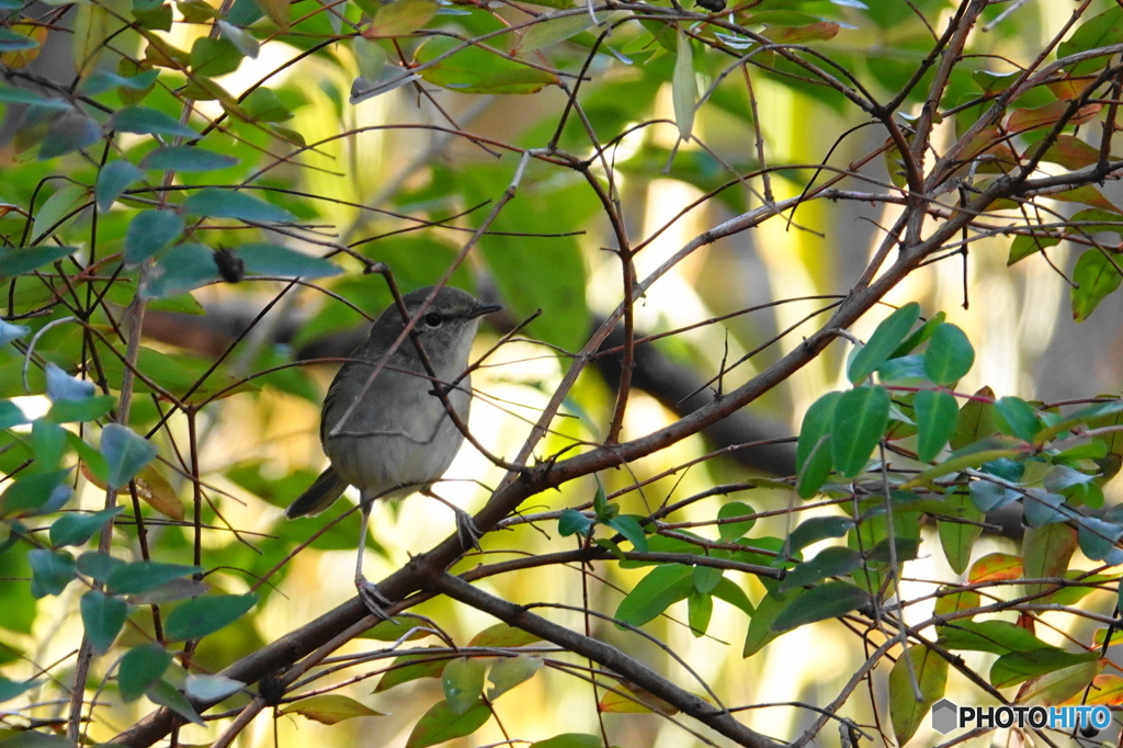 今日の野鳥Ⅳ（藪の中の鶯）